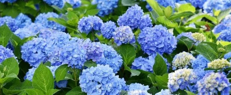 flor