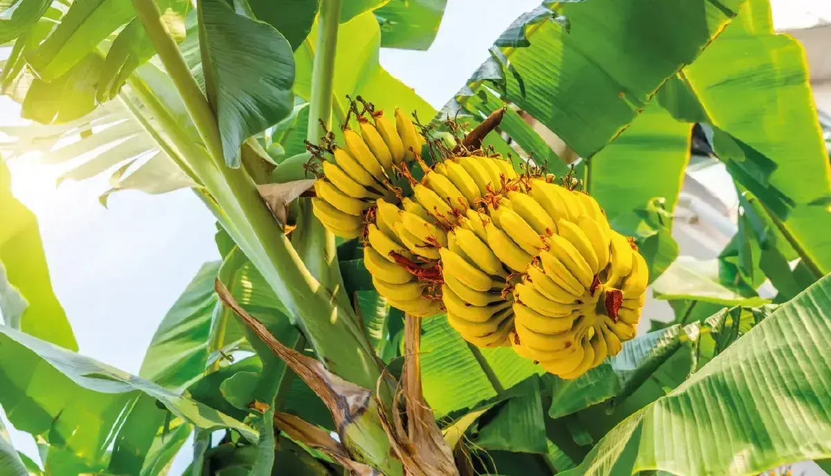 Fruits from Colombia