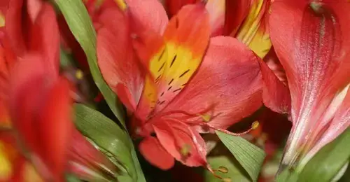 Así funciona el sector floricultor en Colombia