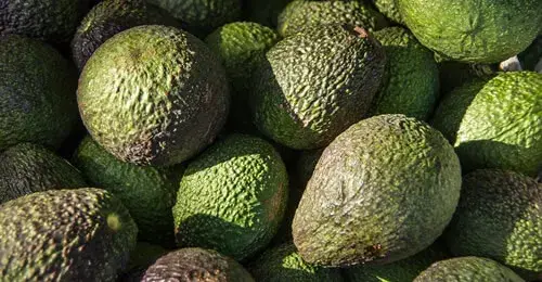 Aguacate Hass