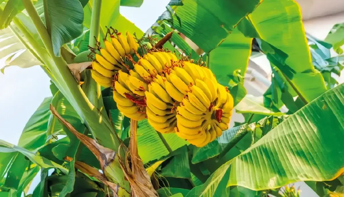 Racimo de bananos maduros colgando de una planta en cultivo tropical
