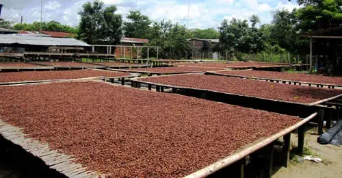 Cacao desde Colombia a Holanda para producir manteca y polvo