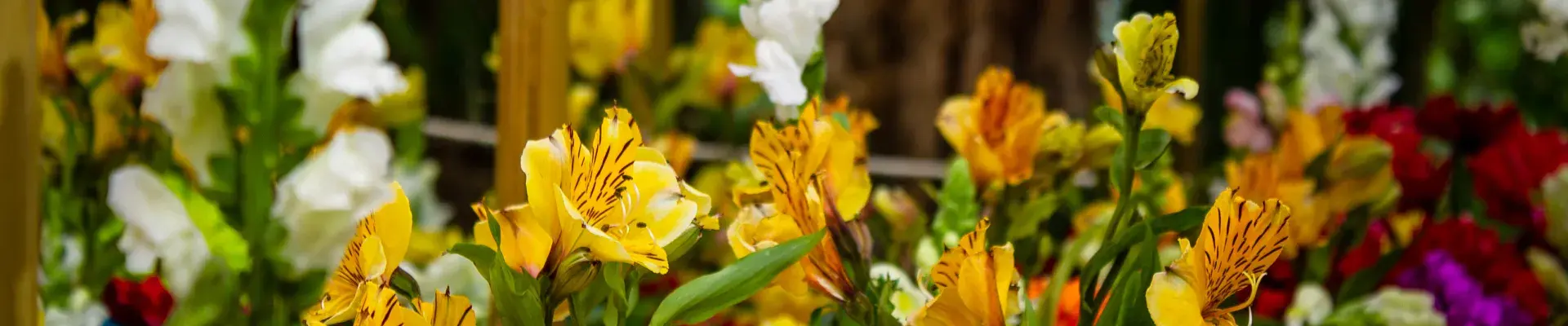 Cultivo de exportación de flores colombianas.