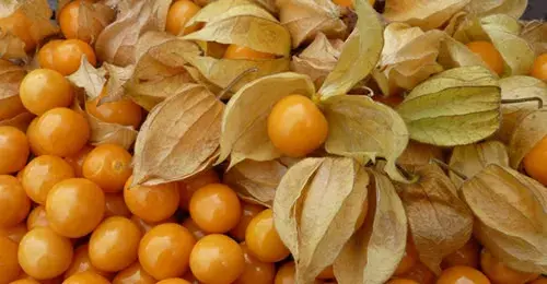 Fruto de Colombia Ochuva