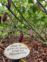 Cultivo cacaotero