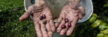 Manos con granos de Café 