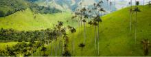 Valle del Cocora