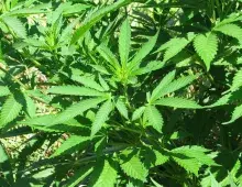 Cannabis