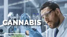 cannabis colombia
