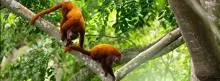 Dos monos rojos en un árbol