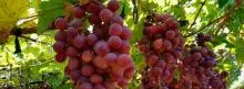 Uvas vallecaucanas