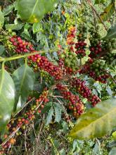 Café de origen colombiano