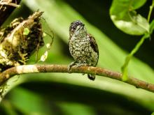 Con 1.566 especies registradas, Colombia ocupó nuevamente el primer lugar mundial en el Global Big Day