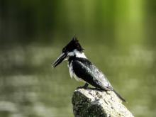 Con más de 1.500 especies registradas, Colombia reafirma su liderazgo en el Global Big Day