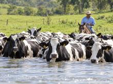 Ganado Holstein Colombia