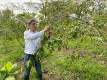 Edgar Montenegro cosechando el fruto de un arbol de açaí.