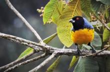 Manakin Nature Tours