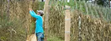 Colombian farmer