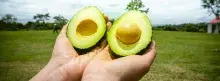 Aguacate abierto 