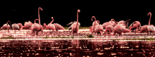 Flamingos 