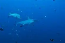 Tiburón martillo y peces