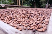 Cacao