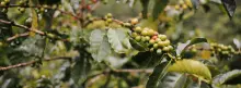 Planta de café 