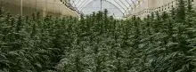 Cultivo de cannabis 