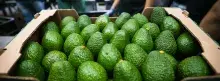 Aguacates Hass Colombianos 
