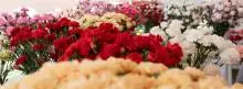 Flores de varios colores para exportar 