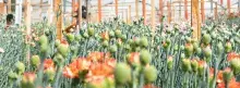 Flowers farm 