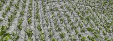 Foto panorámica de cultivos Colombianos 