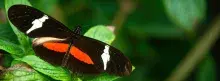 Mariposa 