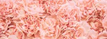 Colombian pink flowers 