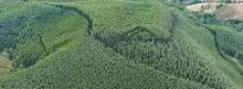 Fotografía panorámica de bosques en montañas
