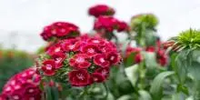 Flores rojas