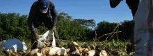 Agricultores en el campo 