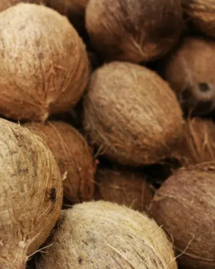 Coco con potencial de atracción de inversión extranjera