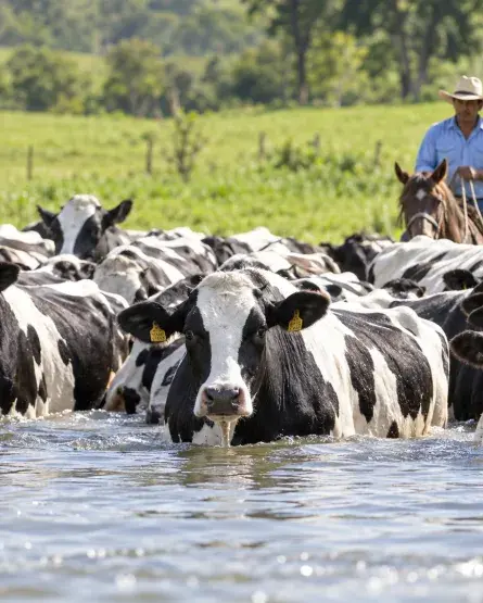 Ganado Holstein Colombia