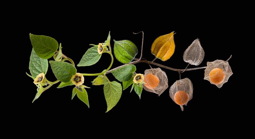 Goldenberry growth process.
