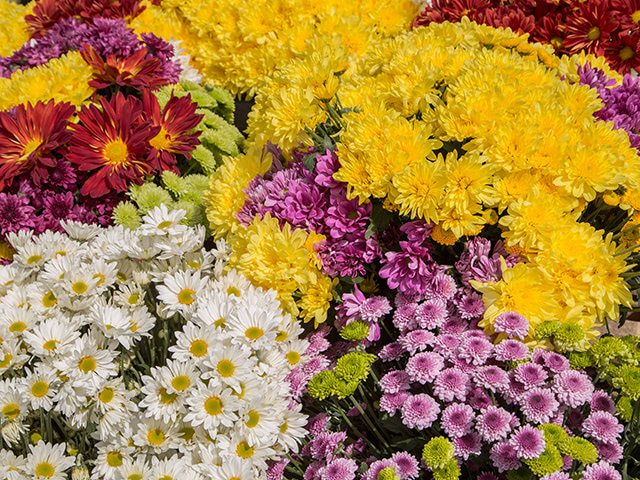 Flores típicas colombianas.