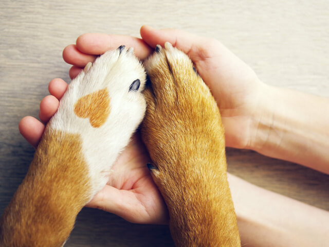 Garra perruna y mano humana formando un corazón