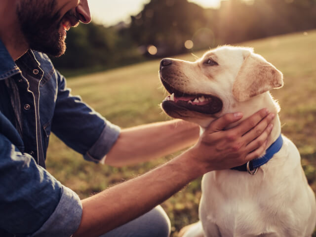 Una mascota y su dueño durante un paseo